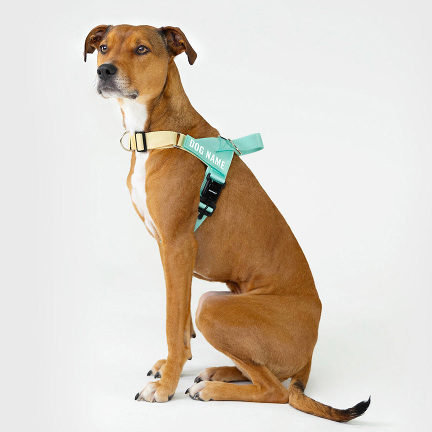 EasyFit Air No-Pull Harness