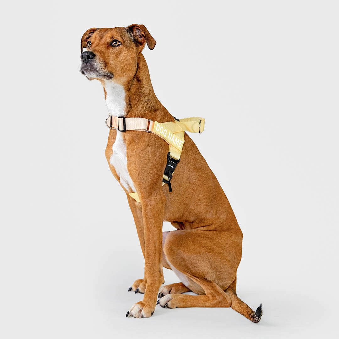 EasyFit Air No-Pull Harness