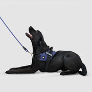 EasyFit Flex No-Pull Harness